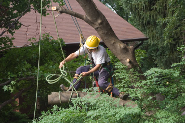 Best Fruit Tree Pruning  in Lynchburg, OH