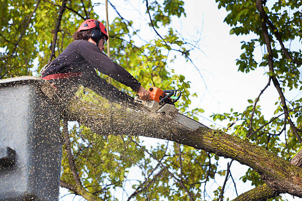 Best Palm Tree Trimming  in Lynchburg, OH