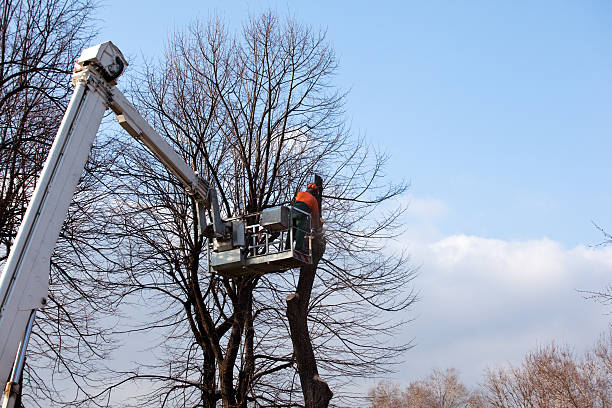 Best Hazardous Tree Removal  in Lynchburg, OH