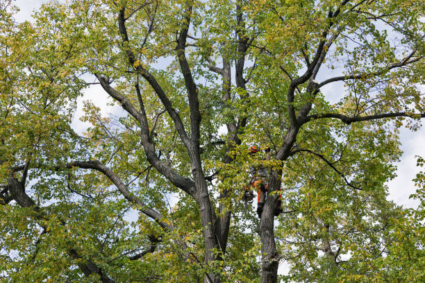 How Our Tree Care Process Works  in  Lynchburg, OH